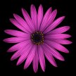 purple daisy 002
